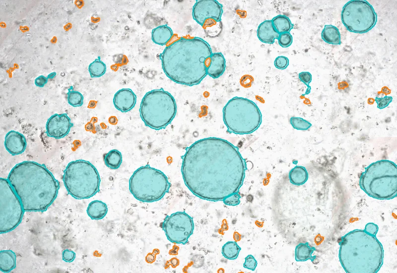 Dynamic Content Image